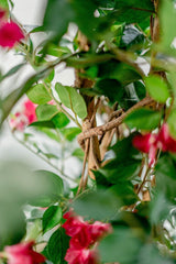 Livraison plante Bougainvillier Liane Fuschia - Arbre artificiel