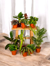 Box - 10 depolluting indoor plants