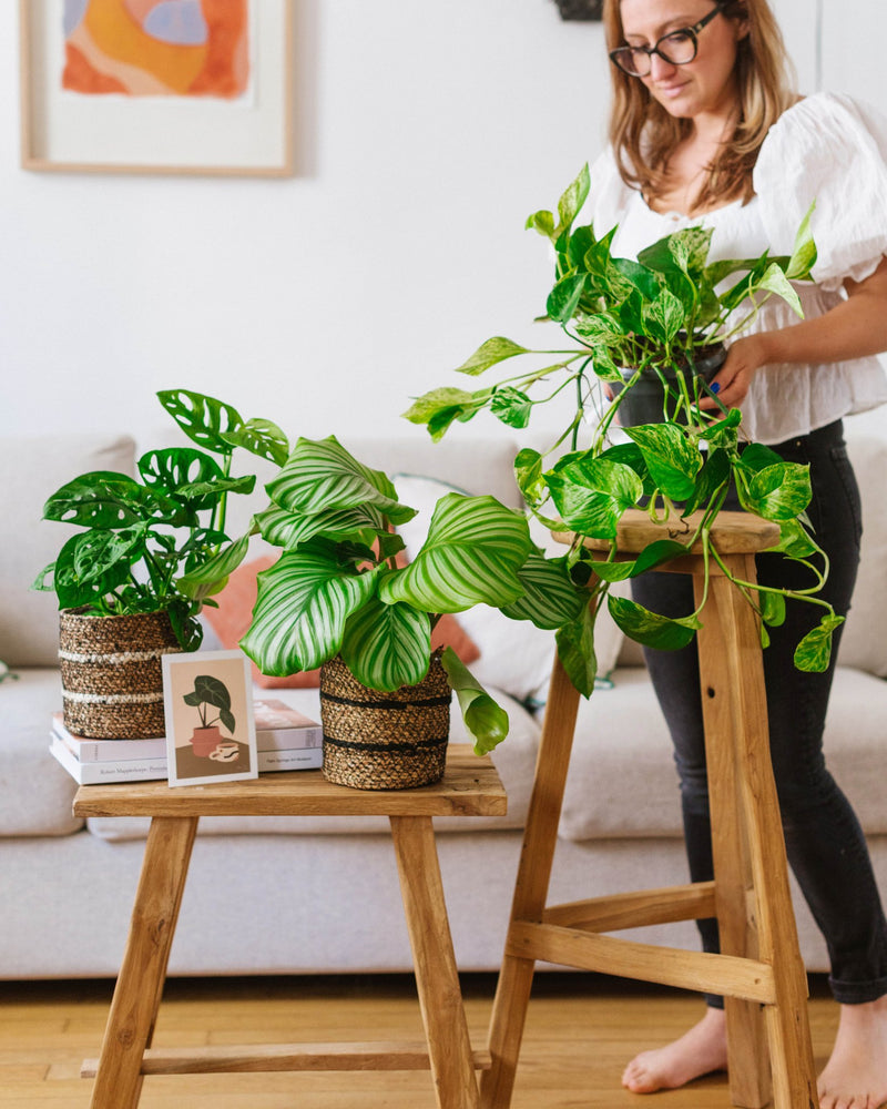 Livraison plante Box de plantes jungle