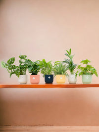 Surprise box 6 plants+ <tc>pot holder</tc>