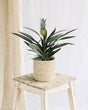 Livraison plante Bromelia Ananas