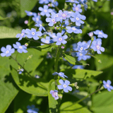 Livraison plante Brunnera macrophylla