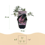 Livraison plante Buddleja davidii Pink Delight – Pot 17 cm – Hauteur 25 cm