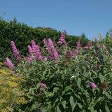 Livraison plante Buddleja davidii Pink Delight – Pot 17 cm – Hauteur 25 cm