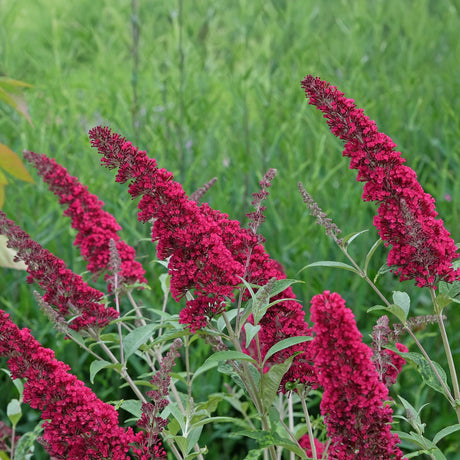 Livraison plante Buddleja davidii Royal Red – Pot 17 cm – Hauteur 25 cm