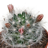 Livraison plante Cactus Fleuri Mélange - Lot de 5