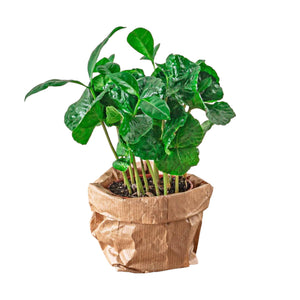 Coffee tree