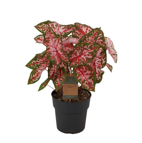 Livraison plante Caladium Carolyn Whorton