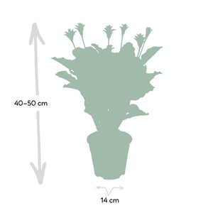 Livraison plante Calathea Crocata