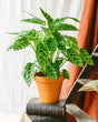 Livraison plante Calathea Leopardina