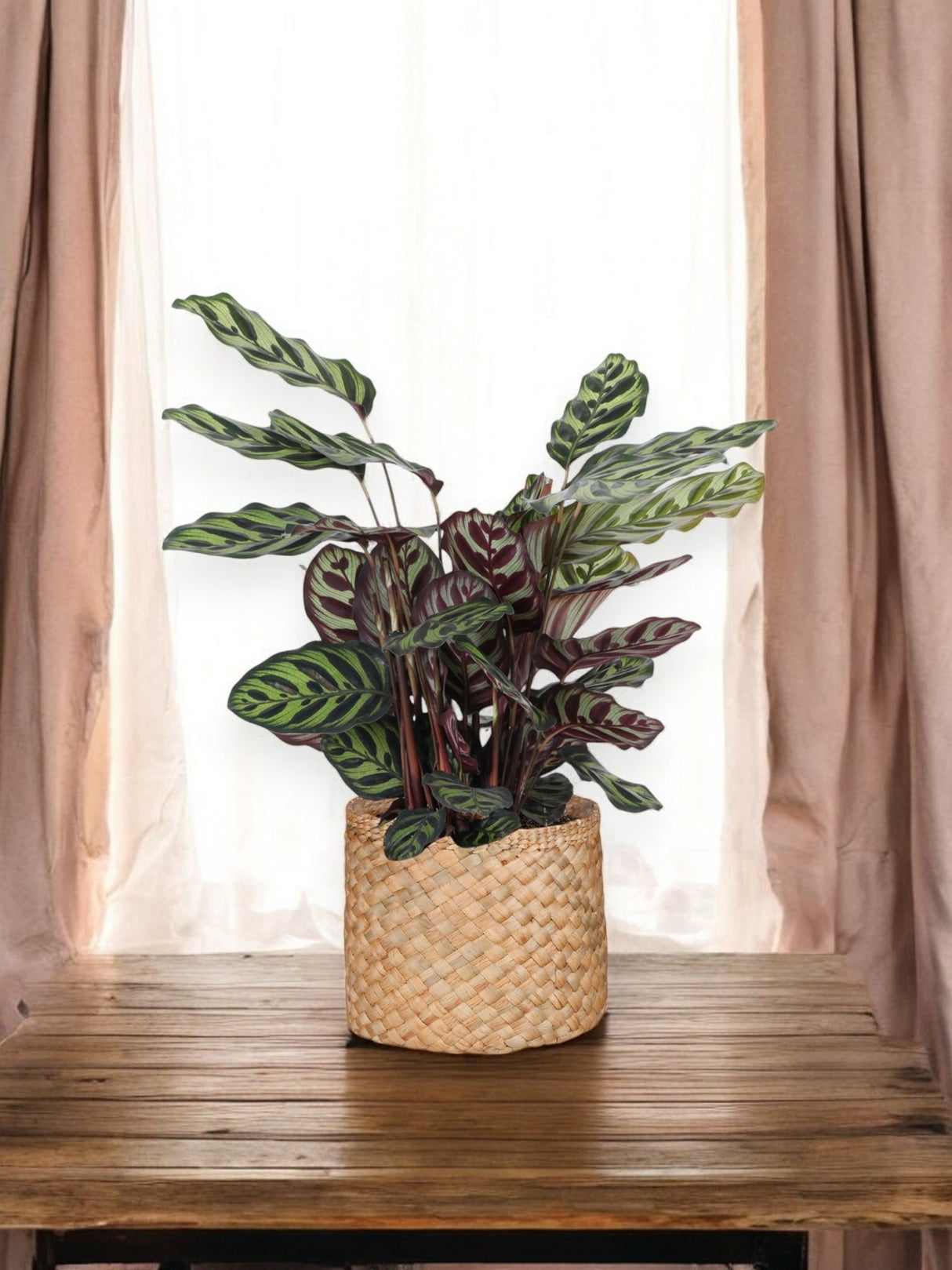 Calathea Makoyana agus a pota