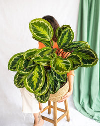 Calathea Medallion