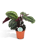 Livraison plante Calathea Medallion