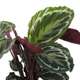 Livraison plante Calathea Medallion