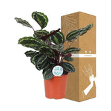 Livraison plante Calathea Medallion