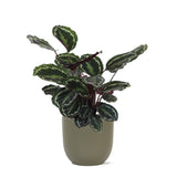 Livraison plante Calathea Medallion et son pot