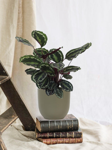 Livraison plante Calathea Medallion et son pot