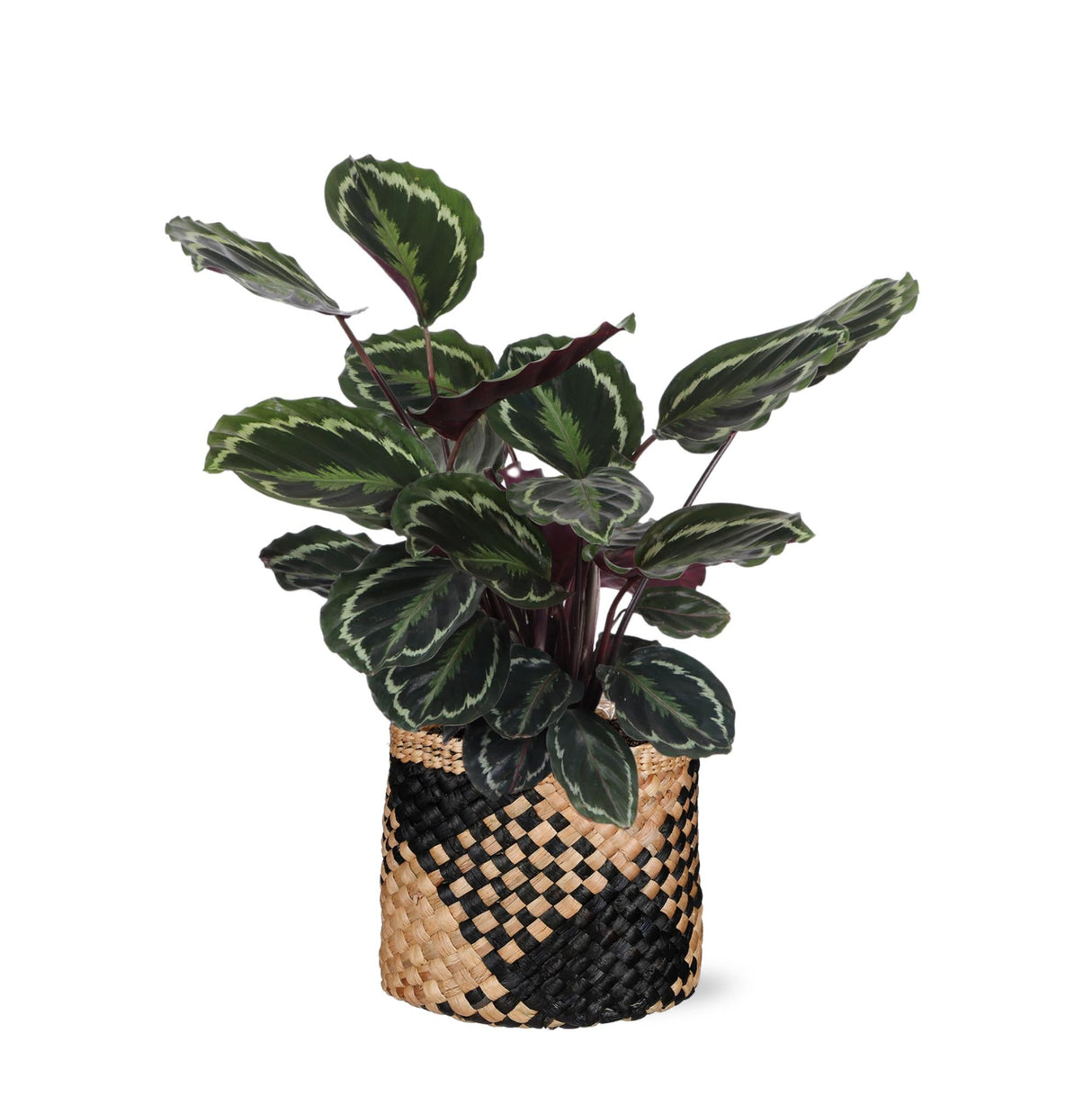 Livraison plante Calathea Medallion et son pot