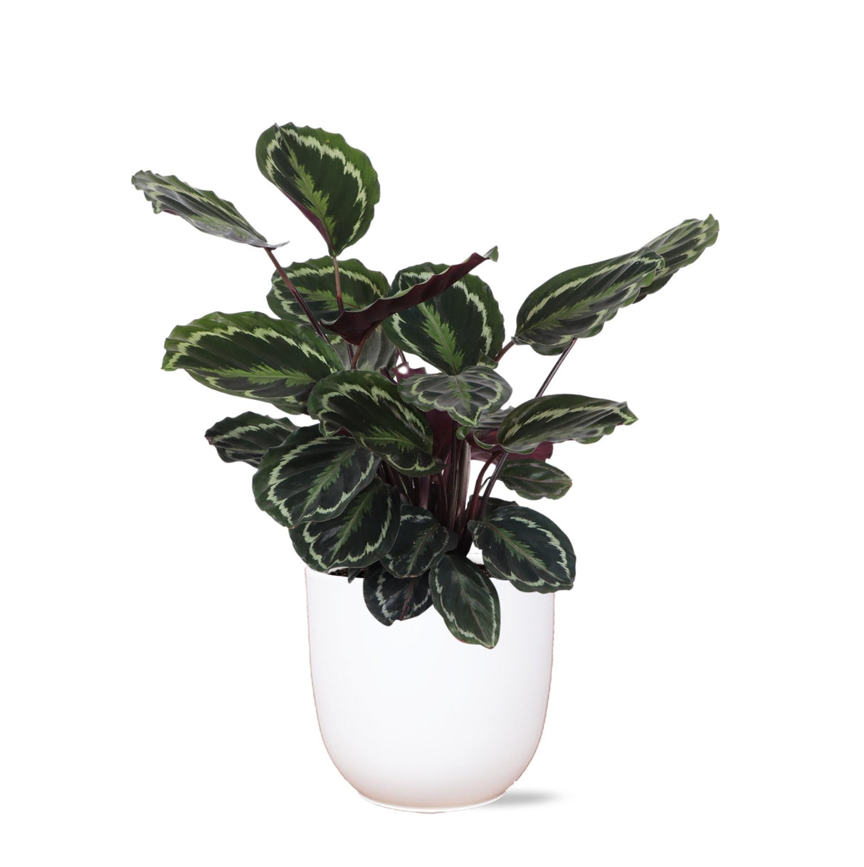 Livraison plante Calathea Medallion et son pot