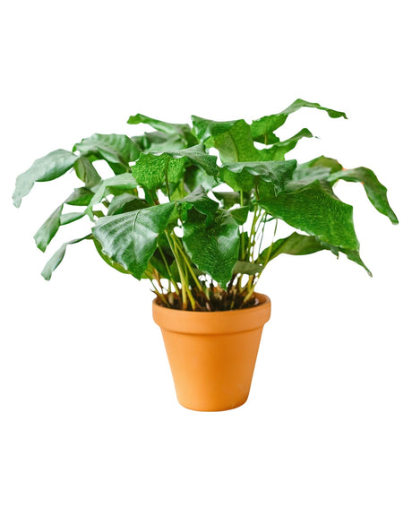 Livraison plante Calathea Network