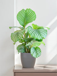 Calathea Orbifolia and its pot
