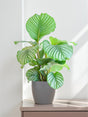 Livraison plante Calathea Orbifolia et son pot
