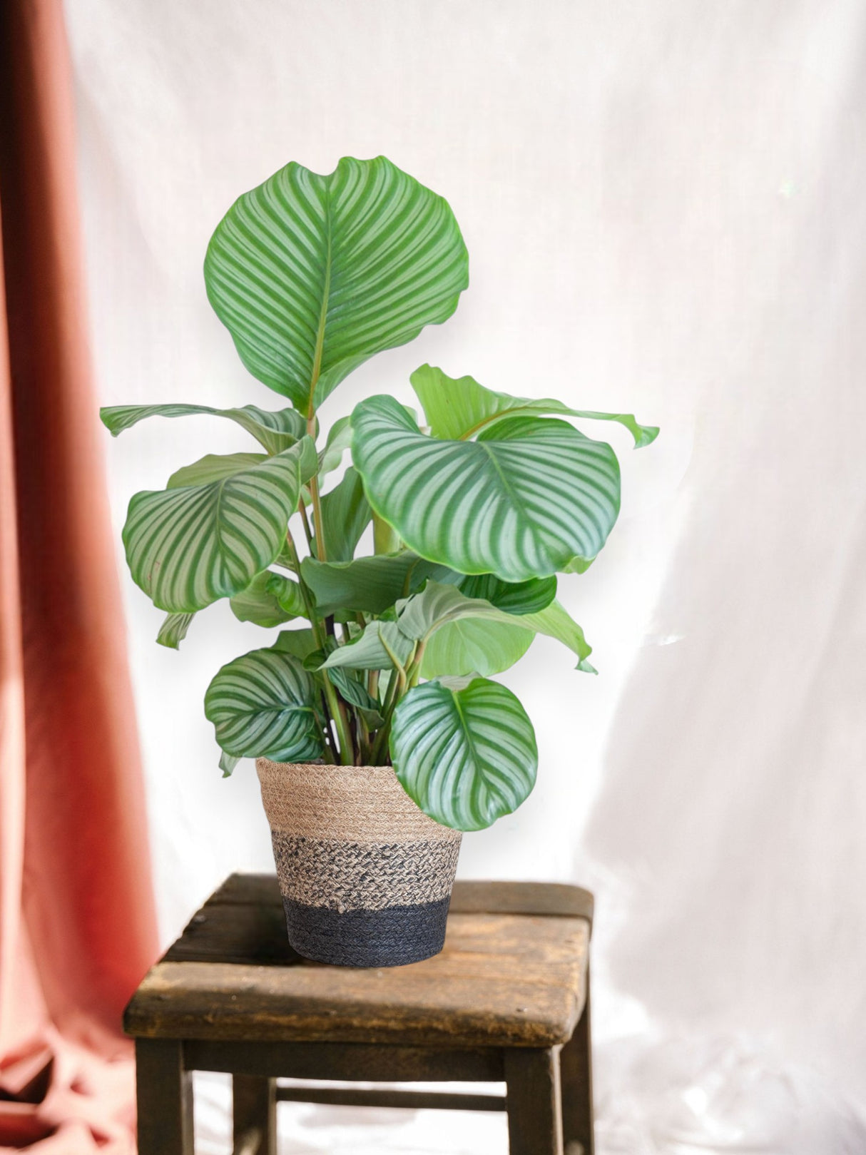 Calathea Orbifolia agus a phota