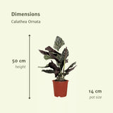 Livraison plante Calathea Ornata - Lot de 2