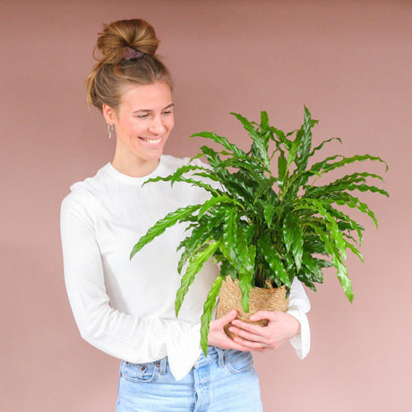 Livraison plante Calathea Rufibarba et son pot