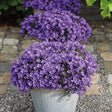 Livraison plante Campanula Addenda - 12 Plantes Jardin Violettes Hivernales