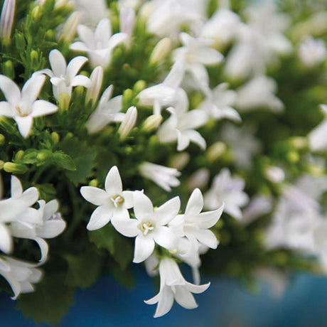 Livraison plante Campanula Addenda Ambella blanc - 6 pièces - jardin hiver