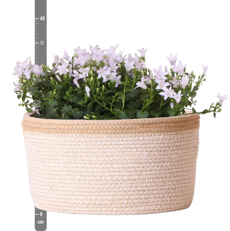 Livraison plante Campanula Addenda Ambella blanche en panier tissé avec réservoir