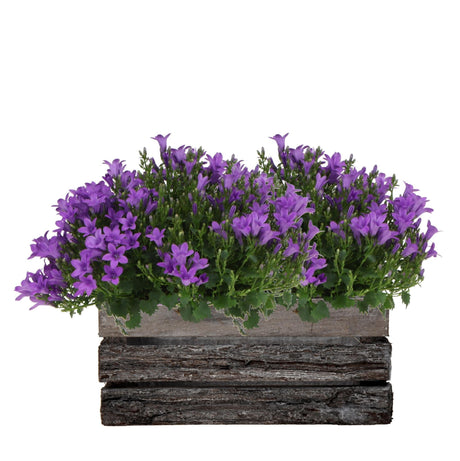 Livraison plante Campanula Addenda Ambella Intense Purple en Caisse de Bois