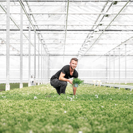 Livraison plante Campanula blanche en panier de roseaux avec système d'arrosage