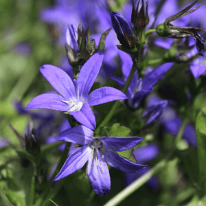 Livraison plante Campanule poscharskyana