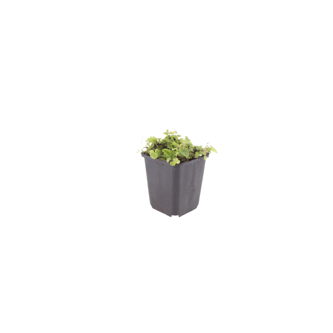 Livraison plante Campanule poscharskyana
