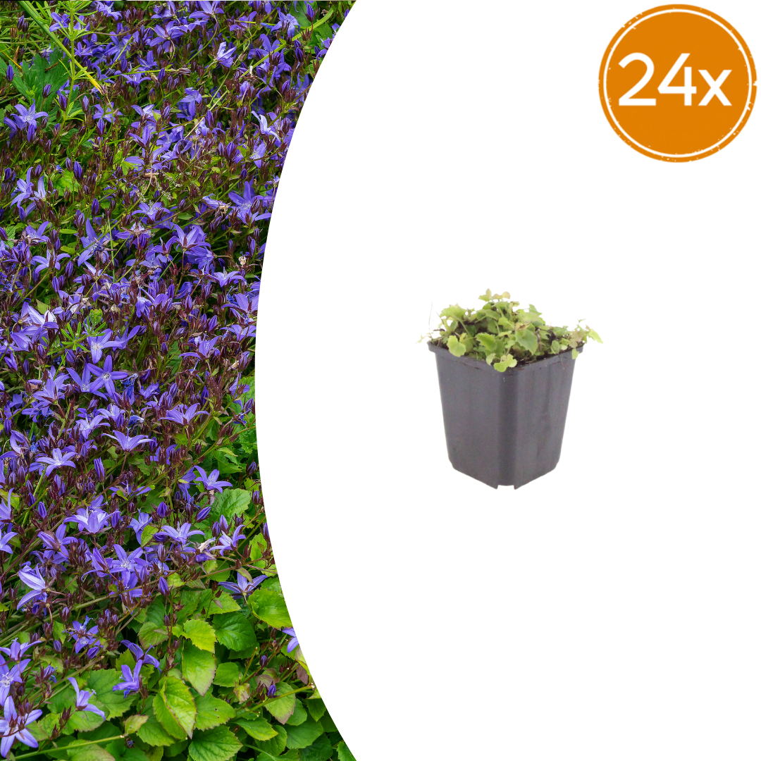 Livraison plante Campanule poscharskyana