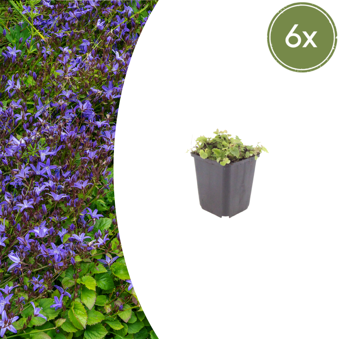 Livraison plante Campanule poscharskyana