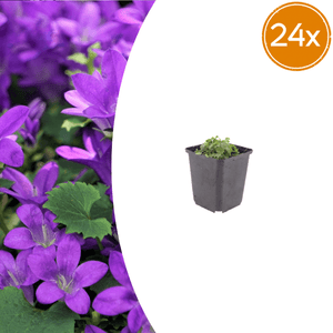 Livraison plante Campanule violet