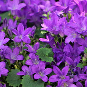 Livraison plante Campanule violet