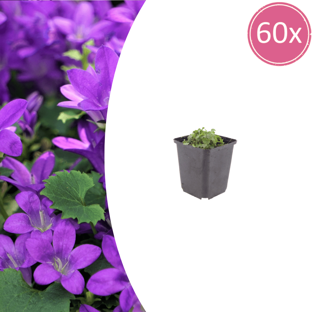 Livraison plante Campanule violet