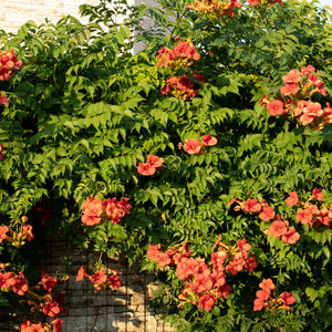 Livraison plante Campsis radicans Madame Galen – Lot de 2 – Pot 11 cm