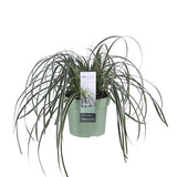 Livraison plante Carex 'Feather Falls'