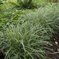 Japanese Sedge (Carex morrowii) 'Ice Dance'