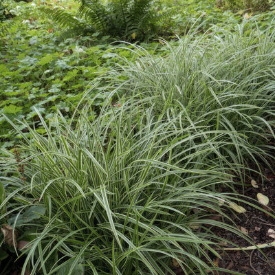 Japanese Sedge (Carex morrowii) 'Ice Dance'