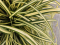 Oshima Sedge (Carex oshimensis) 'Evergold'