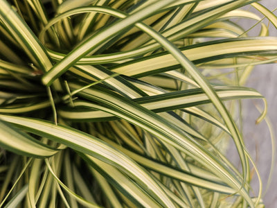 Oshima Sedge (Carex oshimensis) 'Evergold'
