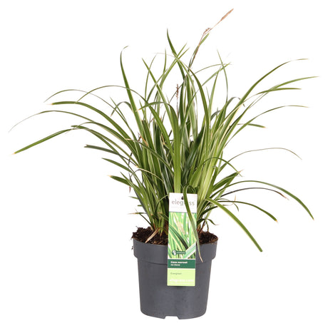 Livraison plante Carex morrowii 'Ice Dance'