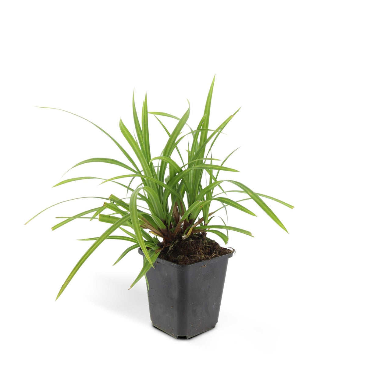 Livraison plante Carex morrowii 'Irish Green' - Lot de 6
