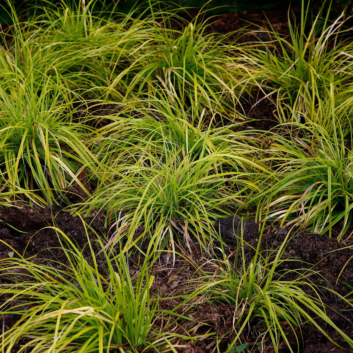 Livraison plante Carex oshimensis Everillo – Pot 17 cm – Hauteur 50 cm